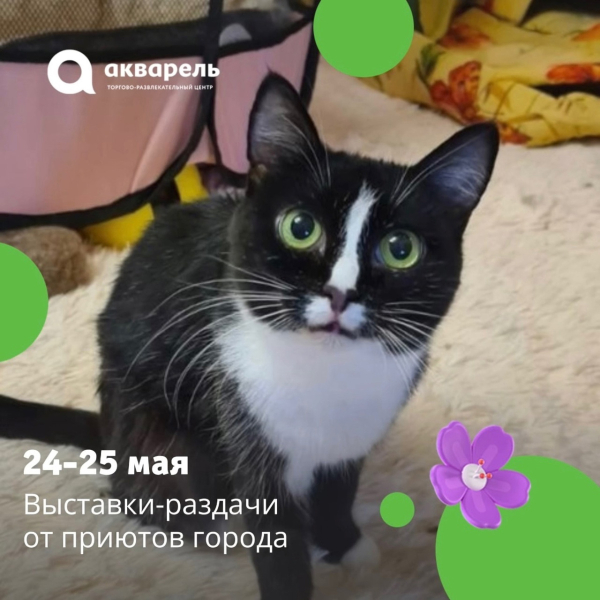 Приглашаем всех любителей кошек и котят в эти выходные! 24 и 25 мая 