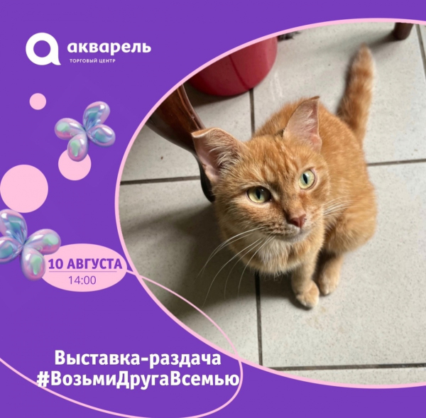 10 августа  выставка-раздача кошек и котят приюта «Лапка»