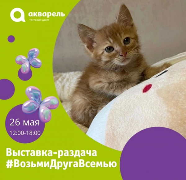 Выставка-раздача кошек и котят приюта «Лапка»