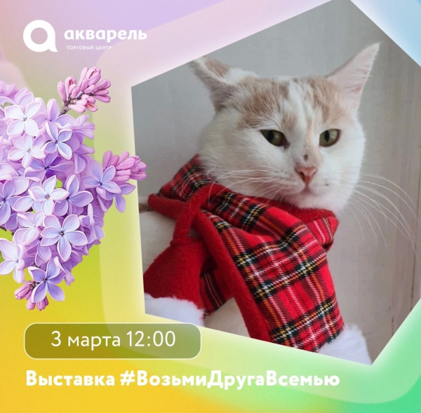  Выставка-раздача кошек и котят от приюта "Лапка" 