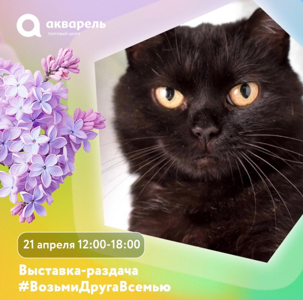 выставка-раздача "Возьми друга в семью" 