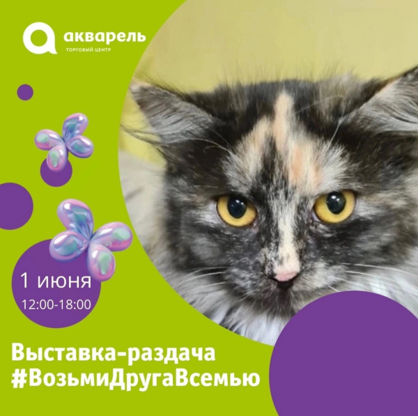  Выставка-раздача кошек и котят приюта «Лапка» 1 ИЮНЯ 