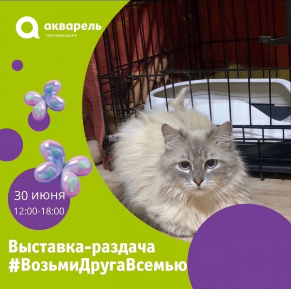 30 июня ждем всех на выставку-раздачу кошек и котят приюта «Лапка» 