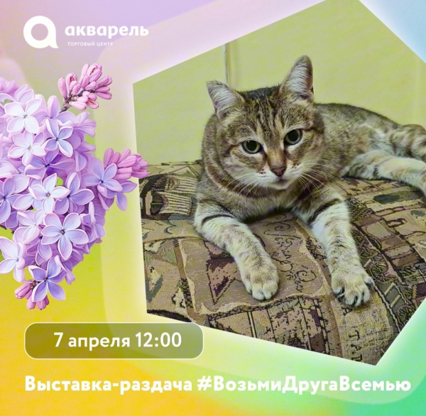 Выставка-раздача кошек и котят от приюта «Лапка» с 12:00 до 18:00 