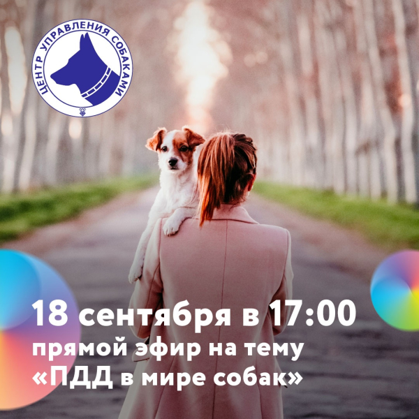 Прямой эфир на тему "ПДД в мире собак"