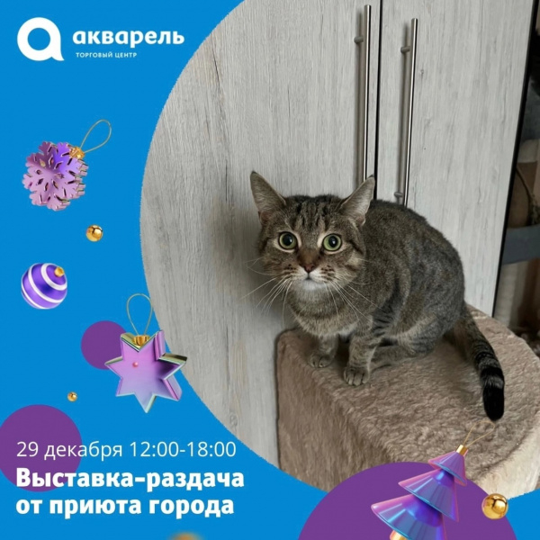 Выставка-раздача #ВозьмиДругаВсемью от приюта города 2