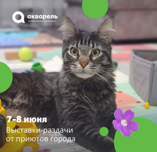 Выставка-раздача кошек #ВозьмиДругаВсемью 7 и 8 июня 