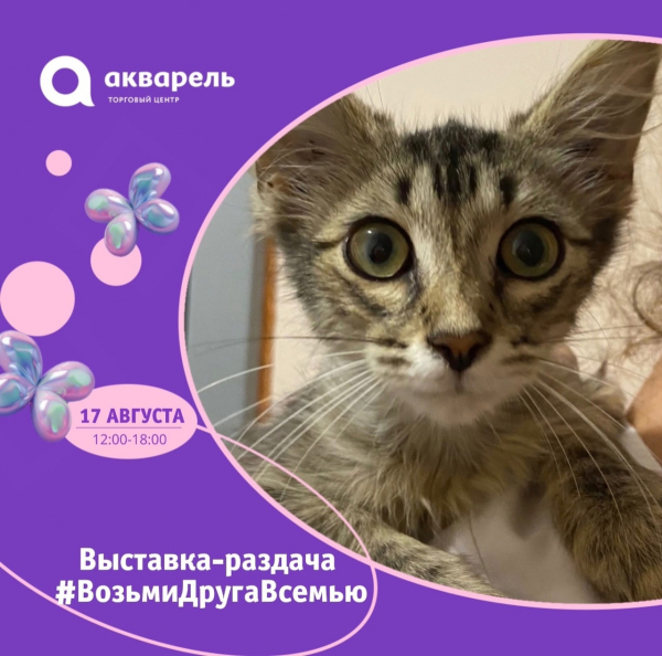 Возьми друга в семью выставка-раздача кошек и котят 17 августа
