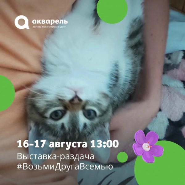 16-17 августа с 13:00 выставка-раздача #ВозьмиДругаВсемью