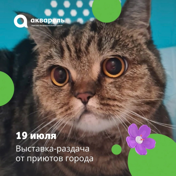 Выставка-раздача кошек от приютов города 19 июля 
