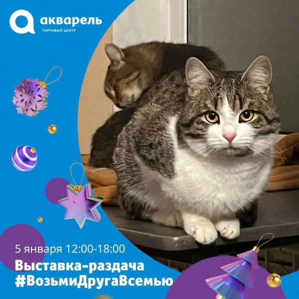 5 января с 12:00 до 18:00 ждём всех на выставку-раздачу #ВозьмиДругаВсемью!