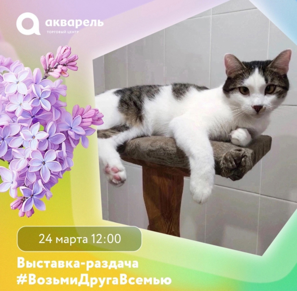 Выставка-раздача кошек и котят от «Дома малютки» и приюта «Кошкин дом» 24 марта 