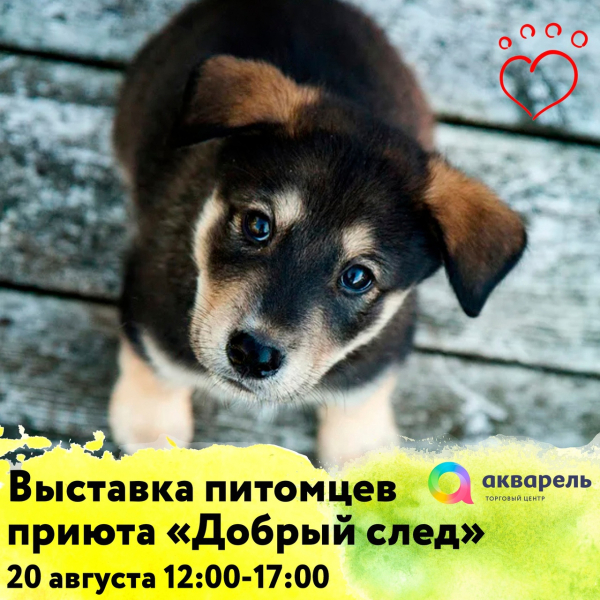 Выставка-раздача кошек приюта Добрый след;