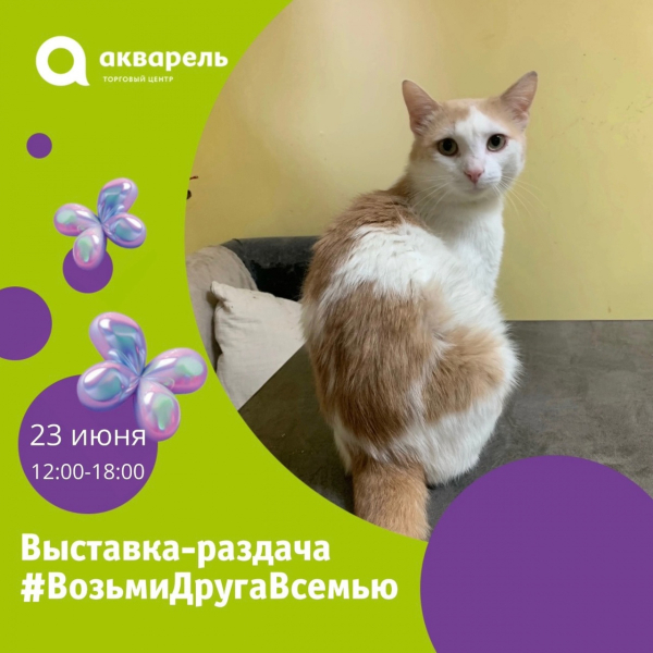 23 июня  выставка-раздача кошек и котят приюта «Лапка» 
