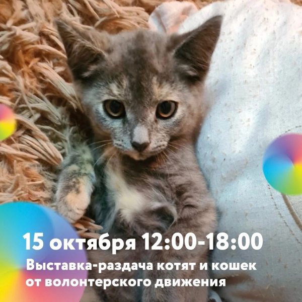 выставка-раздача кошек и котят от волонтёров нашего города 
