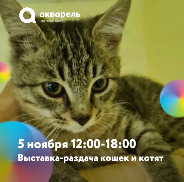 выставка-раздача кошек и котят 